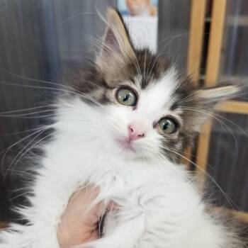 Kaeya -  Domestic Long Hair Cat for Adoption in Hemet, California - Kaeya | PetCurious