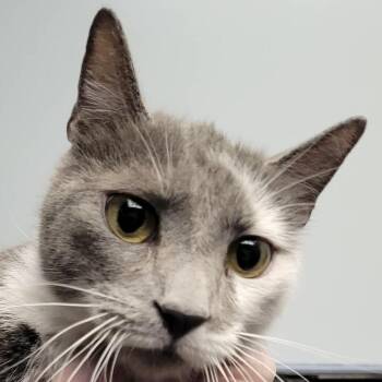 Taurus -  Domestic Short Hair Cat for Adoption in Las Vegas, Nevada - Taurus | PetCurious