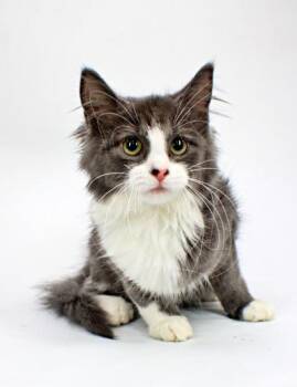 Lim -  Domestic Long Hair and Domestic Short Hair Cat for Adoption in Morton Grove, Illinois - Lim | PetCurious