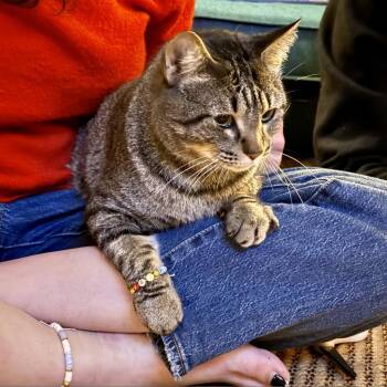 Rescue Domestic Short Hair Cats for Adoption in Austin, Texas - Do It For Johnny | PetCurious