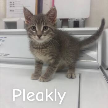 Pleakly -  Domestic Short Hair Cat for Adoption in Buffalo, Minnesota - Pleakly | PetCurious