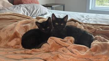 Sports -  Domestic Medium Hair Cat for Adoption in Topeka, Kansas - Sports | PetCurious