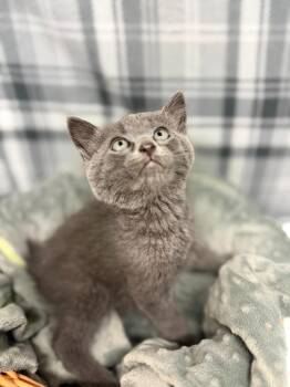 PUMBA -  Domestic Short Hair Cat for Adoption in Algona, Iowa - PUMBA | PetCurious