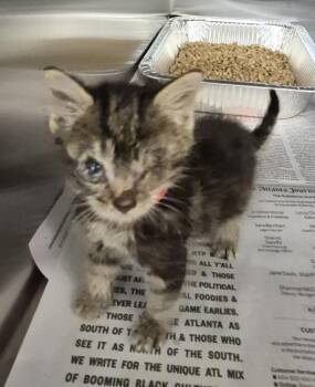 Sx Suite Asiago -  Domestic Short Hair Cat for Adoption in Lawrenceville, Georgia - Sx Suite Asiago | PetCurious