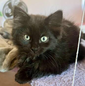 Rook -  Domestic Medium Hair Cat for Adoption in Vaughan, Ontario - Rook | PetCurious