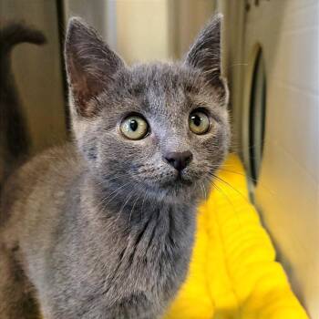 Delete -  Domestic Short Hair Cat for Adoption in Nashville, Indiana - Delete | PetCurious