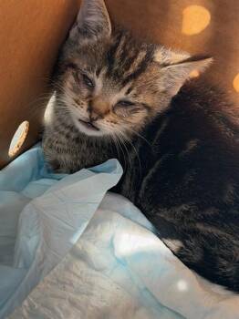 A376618 -  Domestic Short Hair Cat for Adoption in Stockton, California - A376618 | PetCurious