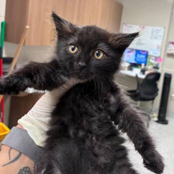 Receipt -  Domestic Medium Hair Cat for Adoption in Reno, Nevada - Receipt | PetCurious