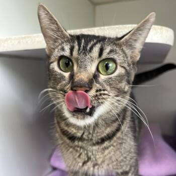 Domestic Short Hair Cats Available for Adoption in Newark, New Jersey - Cassiopeia | PetCurious