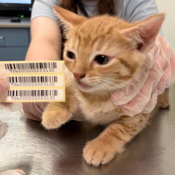 Tesni -  Domestic Medium Hair Cat for Adoption in Charleston, West Virginia - Tesni | PetCurious