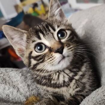 Gumption -  Domestic Short Hair Cat for Adoption in Durham, North Carolina - Gumption | PetCurious