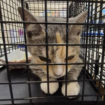 Domestic Short Hair Cats Available for Adoption in Lake Panasoffkee, Florida - TNVR | PetCurious