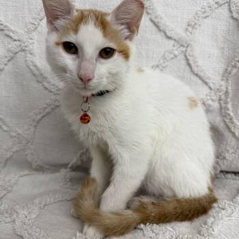 Queso -  Domestic Short Hair Cat for Adoption in Fredericksburg, Virginia - Queso | PetCurious