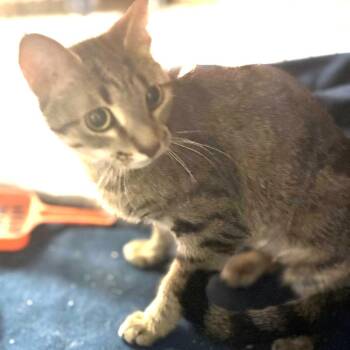 Artemis -  Domestic Short Hair Cat for Adoption in South Elgin, Illinois - Artemis | PetCurious