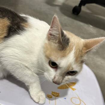 Starla -  Domestic Short Hair Cat for Adoption in Tampa, Florida - Starla | PetCurious
