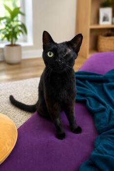 Kirby -  Domestic Short Hair Cat for Adoption in League City, Texas - Kirby | PetCurious