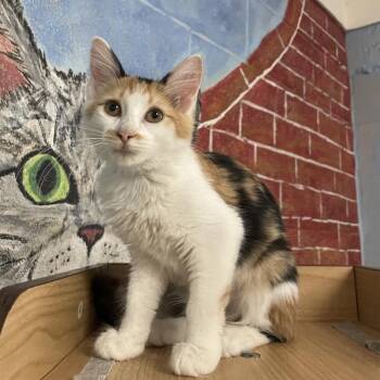 Helen -  Domestic Short Hair Cat for Adoption in Laredo, Texas - Helen | PetCurious