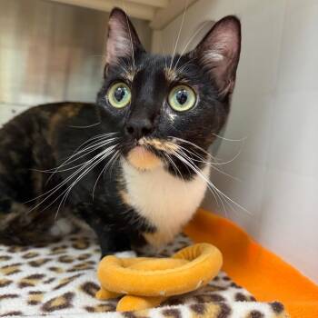 Hex -  Domestic Short Hair Cat for Adoption in Corpus Christi, Texas - Hex | PetCurious
