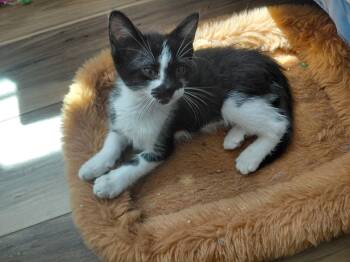 Fiona -  Domestic Short Hair Cat for Adoption in Vacaville, California - Fiona | PetCurious
