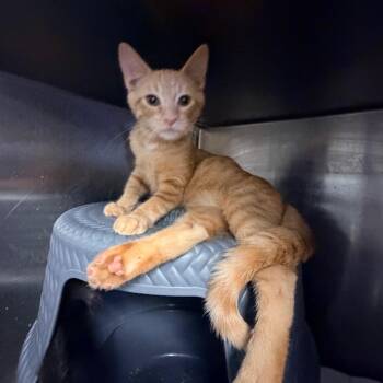 Butterscotch -  Domestic Short Hair Cat for Adoption in Hemet, California - Butterscotch | PetCurious