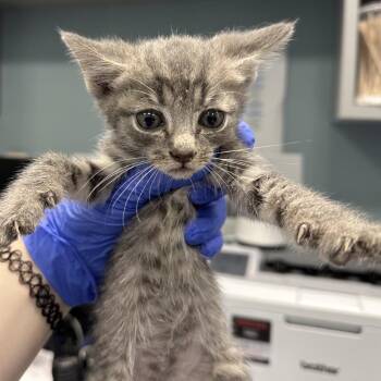 Sammi -  Domestic Short Hair Cat for Adoption in Greensboro, North Carolina - Sammi | PetCurious