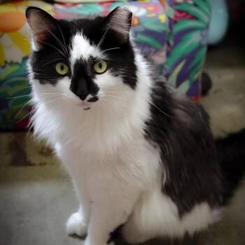 DeVill -  Domestic Medium Hair Cat for Adoption in Shelbyville, Indiana - DeVill | PetCurious
