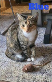 Blue, Echo ,Charlie and Blue -  Domestic Short Hair Cat for Adoption - Blue, Echo ,Charlie And Blue | PetCurious