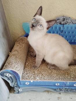 Toby -  Siamese Cat for Adoption in San Jacinto, California - Toby | PetCurious