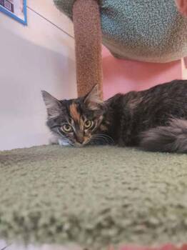 Domestic Medium Hair and Domestic Short Hair Cats Available for Adoption - Moxie | PetCurious