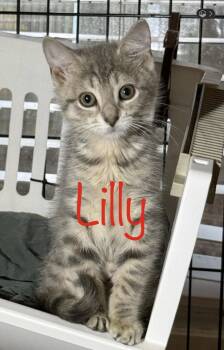 Lilly -  Domestic Short Hair Cat for Adoption in Pawleys Island, South Carolina - Lilly | PetCurious