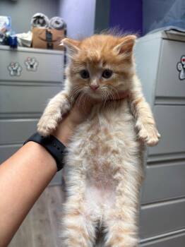 Domestic Medium Hair Cats Available for Adoption in Valley Park, Oklahoma - Cheddar | PetCurious