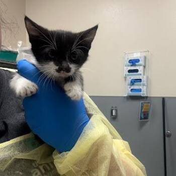 BEYONCE -  Domestic Short Hair Cat for Adoption in Las Vegas, Nevada - BEYONCE | PetCurious