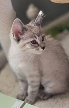 Fire Fly -  Domestic Short Hair Cat for Adoption in Fishers, Indiana - Fire Fly | PetCurious