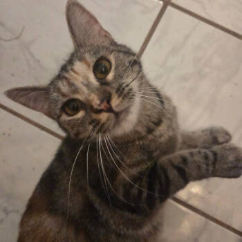 Rescue Domestic Short Hair Cats for Adoption in Saint Paul, Minnesota - Cagney | PetCurious