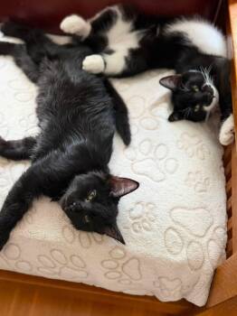 Valeria & Pepper -kittens bonded -  Domestic Short Hair Cat for Adoption in Enfield, Connecticut - Valeria & Pepper -kittens Bonded | PetCurious