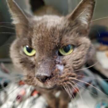 Stormy -  Domestic Short Hair Cat for Adoption in Pittsburgh, Pennsylvania - Stormy | PetCurious