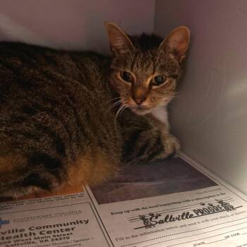 Vincent -  Domestic Short Hair Cat for Adoption in Marion, Virginia - Vincent | PetCurious
