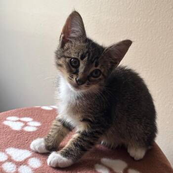 Fauna -  Domestic Short Hair Cat for Adoption in NEW PT RICHEY, Florida - Fauna | PetCurious