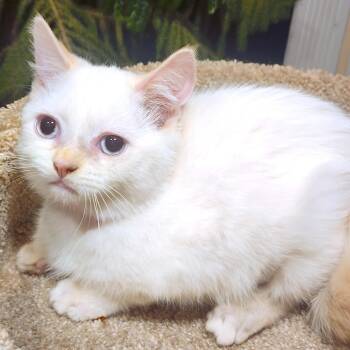 Siamese Cats Available for Adoption - MARVELOUS MOPSY - FLAME POINT GIRL! | PetCurious