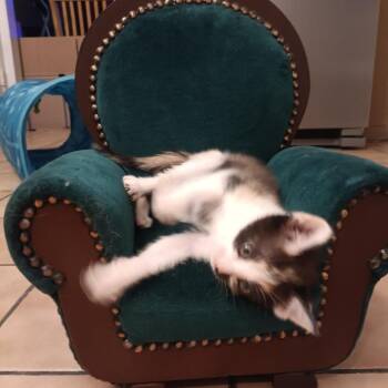 Domestic Short Hair Cats Available for Adoption - Cookie | PetCurious