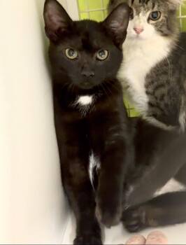 Button - Meet at Petco High Pointe Commons! -  Domestic Short Hair Cat for Adoption in Harrisburg, Pennsylvania - Button - Meet At Petco High Pointe Commons! | PetCurious