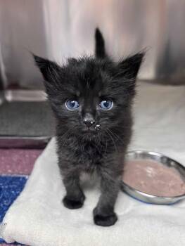Gimlet (Bonded to Cosmo) -  Domestic Short Hair Cat for Adoption in Greensboro, North Carolina - Gimlet (Bonded To Cosmo) | PetCurious