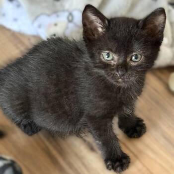 Domestic Short Hair Cats Available for Adoption in Allen, Texas - Chevy (Pre-Adoption Only) | PetCurious