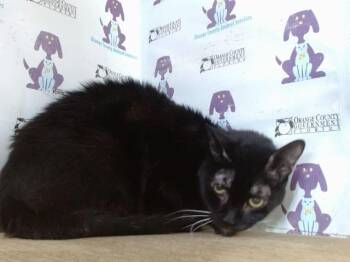 MONKEY -  Domestic Short Hair Cat for Adoption in Orlando, Florida - MONKEY | PetCurious