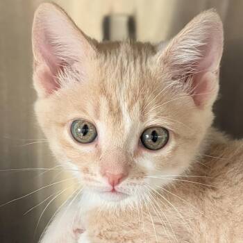 Colin -  Domestic Short Hair Cat for Adoption in Jefferson, Wisconsin - Colin | PetCurious
