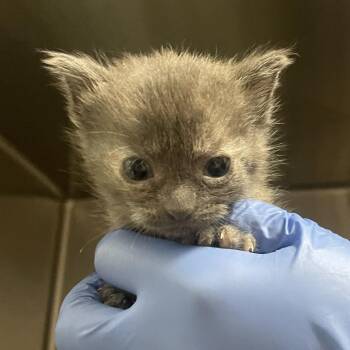 Lindsey -  Domestic Short Hair Cat for Adoption in Lynchburg, Virginia - Lindsey | PetCurious