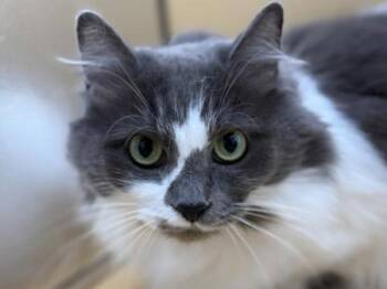 Misty -  Domestic Long Hair Cat for Adoption in Portland, Oregon - Misty | PetCurious