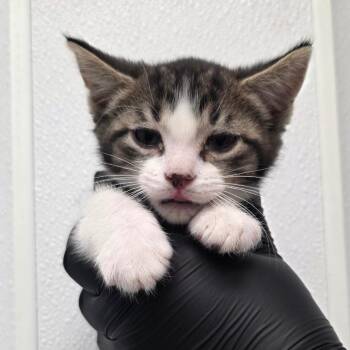 Little Fox Guy -  Domestic Short Hair Cat for Adoption in Abilene, Texas - Little Fox Guy | PetCurious