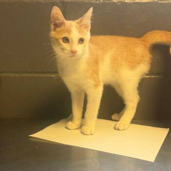 Frizzel -  Domestic Short Hair Cat for Adoption in Tuscaloosa, Alabama - Frizzel | PetCurious