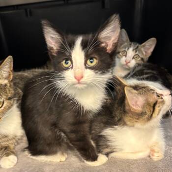 Rescue Domestic Short Hair Cats for Adoption in Los Angeles, California - So Delicious | PetCurious